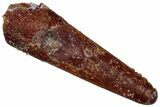 Fossil Pterosaur (Siroccopteryx) Tooth - Morocco #299738-1